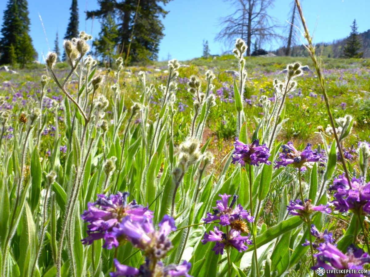 Idaho Backcountry Discovery Route