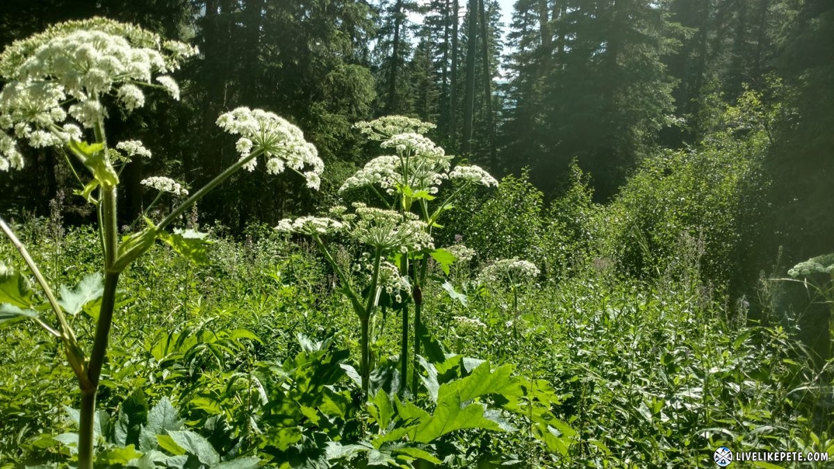 Idaho Backcountry Discovery Route