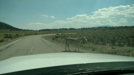 "Get outta the road, jackass!"