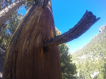 Trail Canyon Mt Charleston