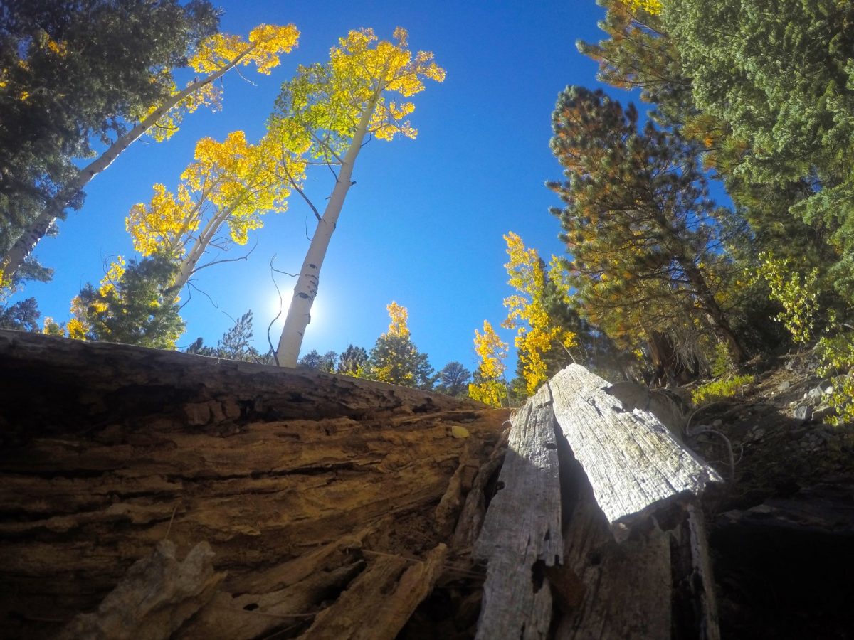 Trail Canyon Mt Charleston