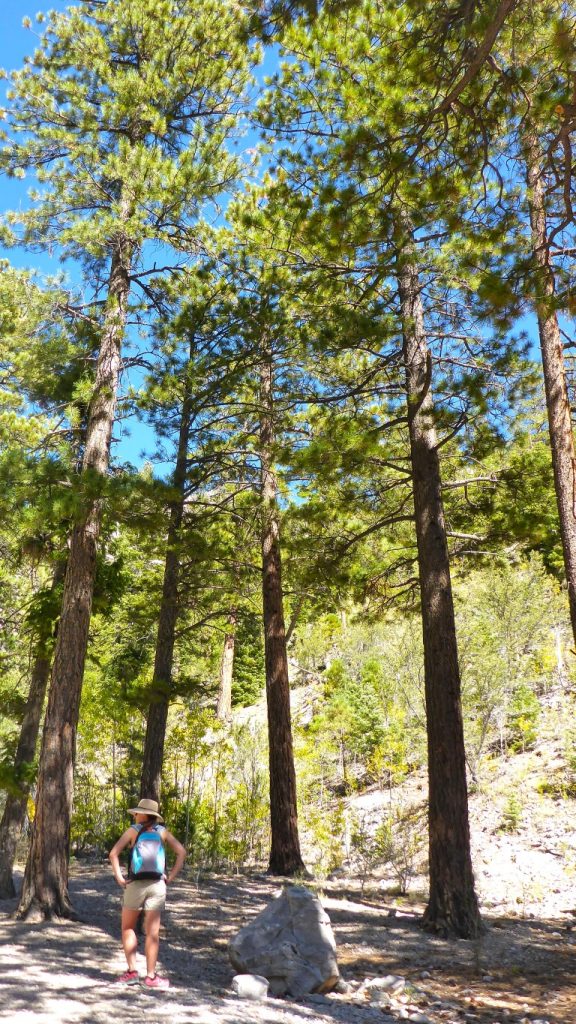 Trail Canyon Mt Charleston