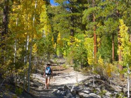 Trail Canyon Mt Charleston