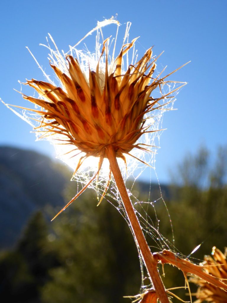 Trail Canyon Mt Charleston