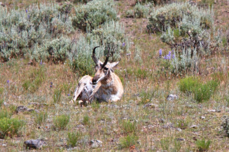 An antelope relaxes in the sun