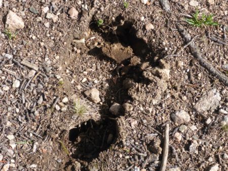 Bigfoot was apparently here!